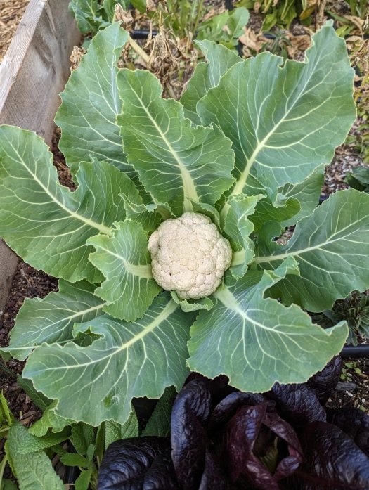 Cruciferous Vegetables You Can Grow 4