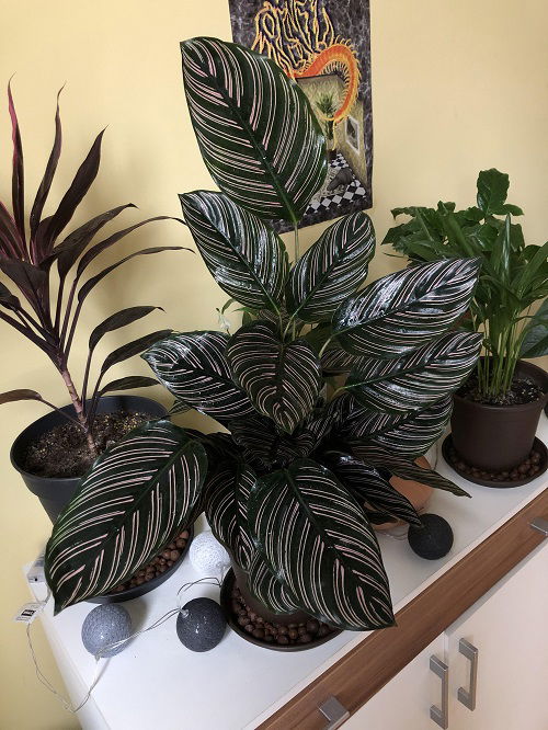 Purple Calathea Varieties 6