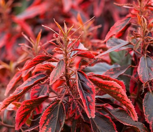 Amazing Plants with Red Foliage and Flowers