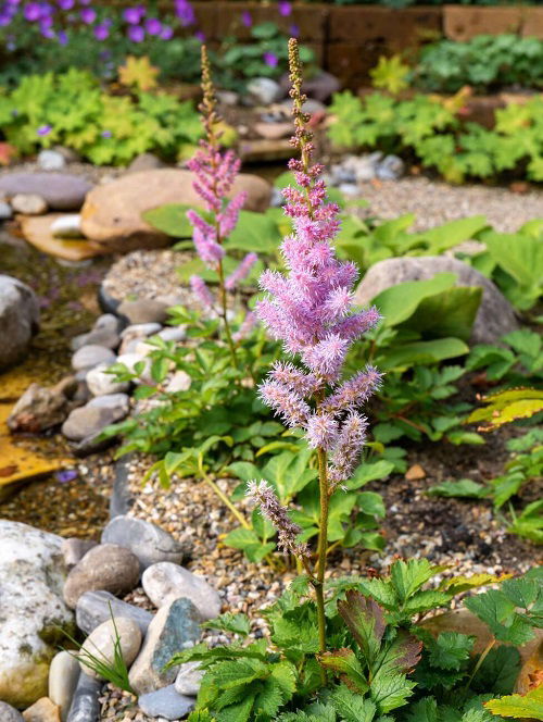 Swamp Flowers that Grow in Bogs 4