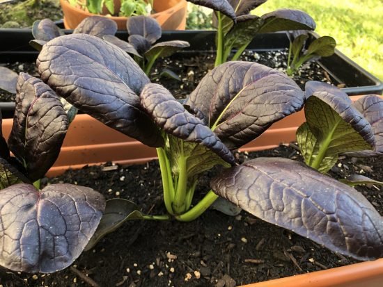 Vegetables With Shallow Roots in garden 