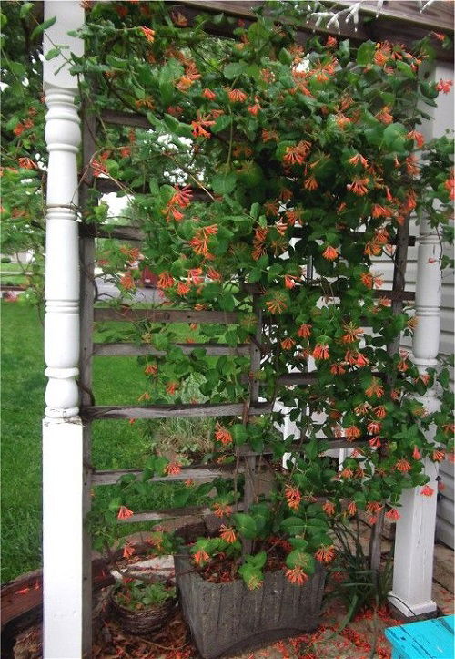 Trending diy trellis ideas 3