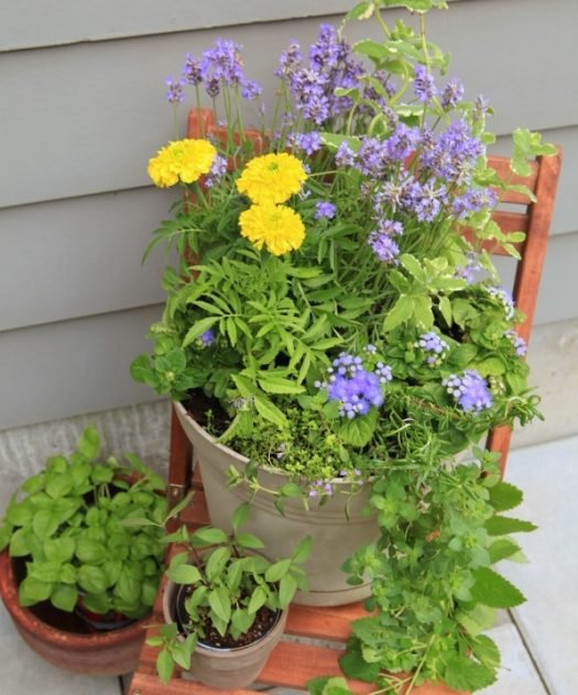 Mosquito Repelling planter mix in garden 