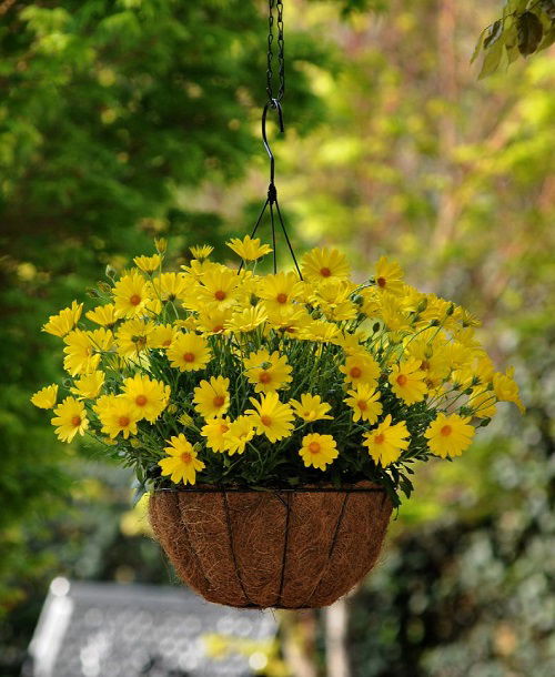 Drought Tolerant Plants for Hanging Baskets outdoor 