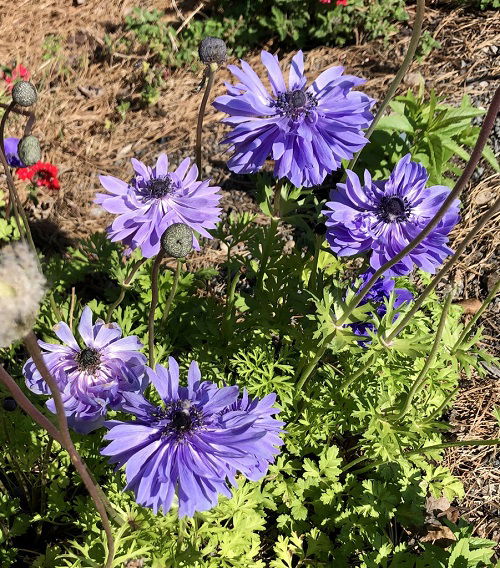 blue double anemone flowers in garden 