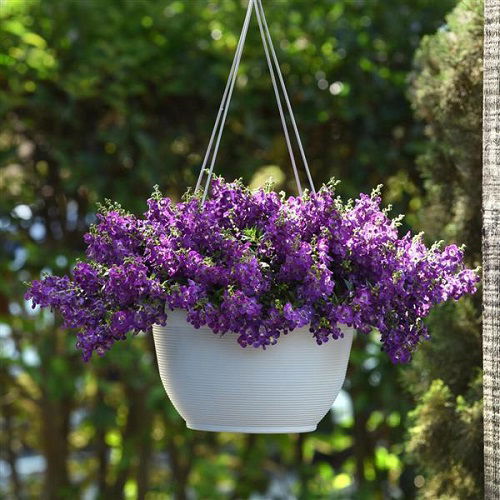 Drought Tolerant Plants for Hanging Baskets outdoor garden 