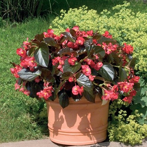 Plants that Grow Red Foliage and Flowers in garden 7