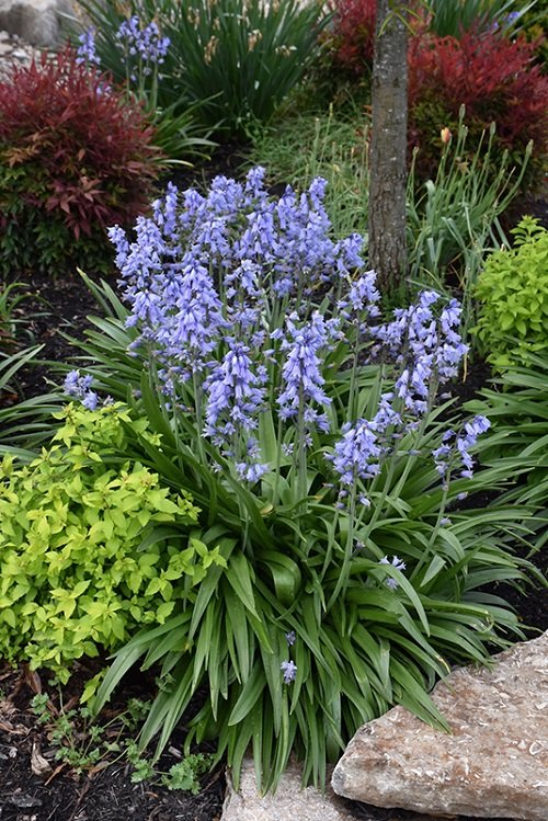 Amazing Blue Flowers for the Garden