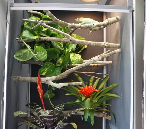 Plants Safe for Chameleons indoor 