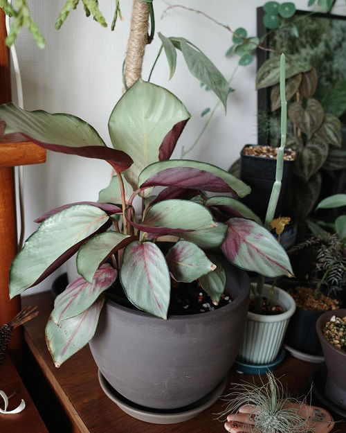 Amazing Purple Calathea Varieties