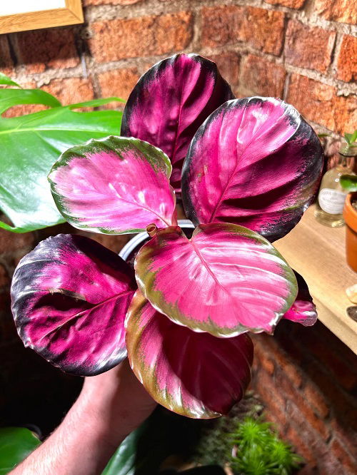 Calathea Roseopicta Care Tips 