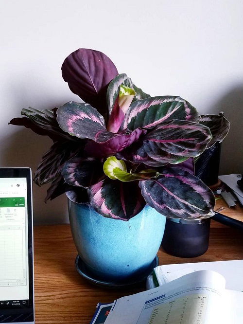 Calathea Dottie in indoor pot 