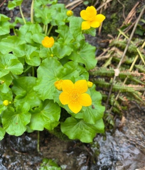 Attractive Swamp Flowers that Grow in Bogs