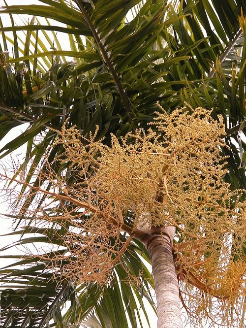 Palm Trees that Flower in garden 78