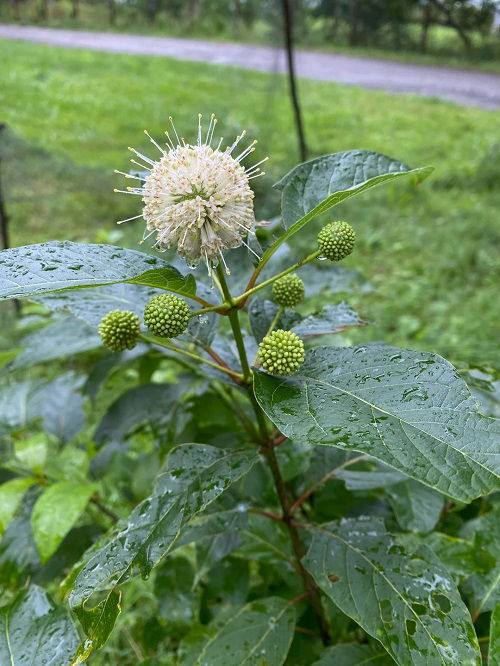 Attractive Swamp Flowers that Grow in Bogs 3