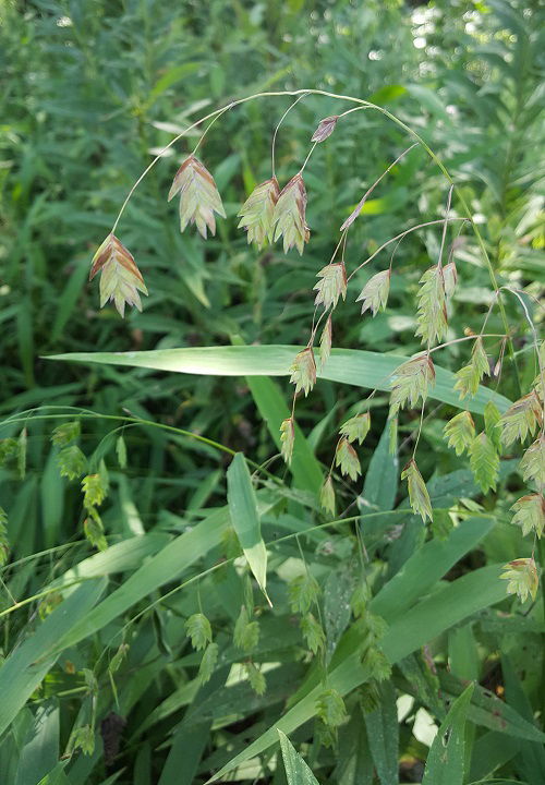 Grasses that Flower 11