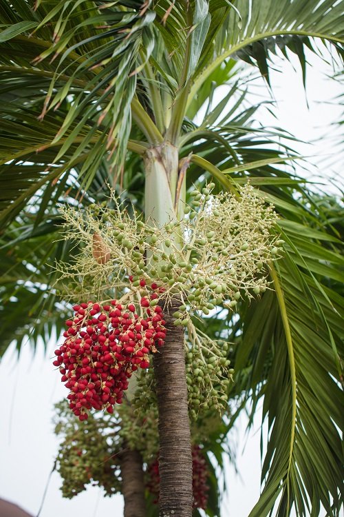Awesome Palm Trees that Flower in garden 