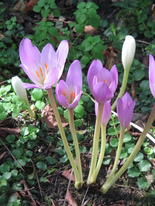 Flowers Similar to Tulips 2
