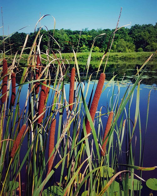 Swamp Flowers that Grow in Bogs 2