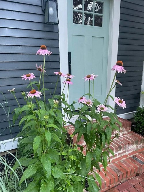 Low-Maintenance Flowers For the Front of Your House