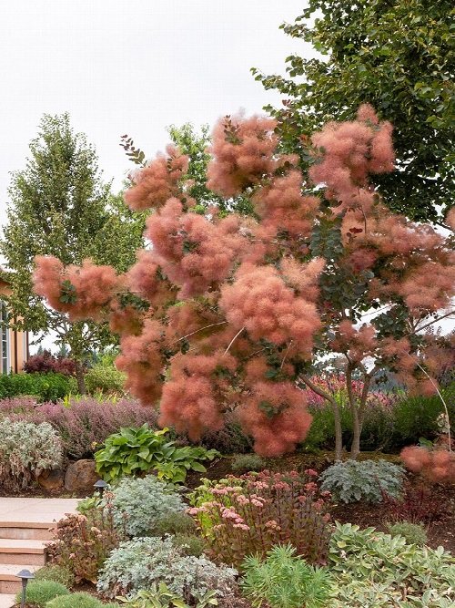 Flowers Bush That Look Like Cotton Candy