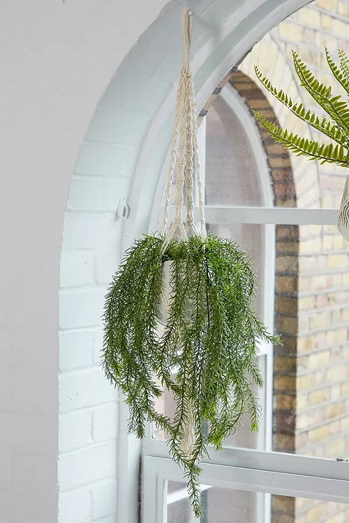 rosemary plant in hanging basket 7