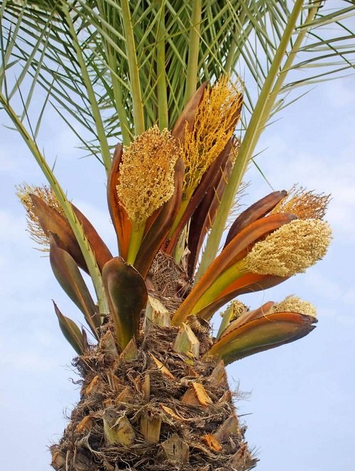 Ultimate Palm Trees that Flower