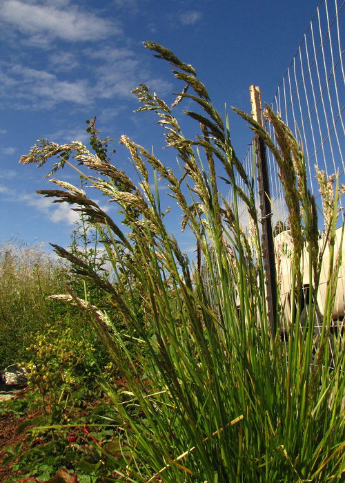 Grasses that Flower 3