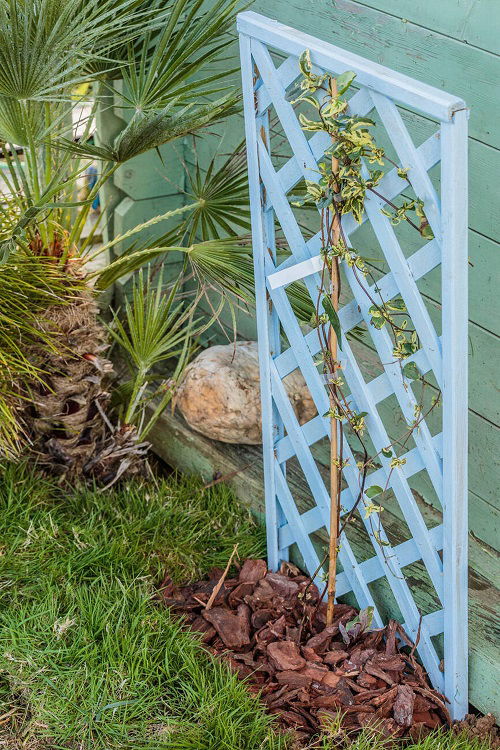 Trellis for honeysuckle vine 3