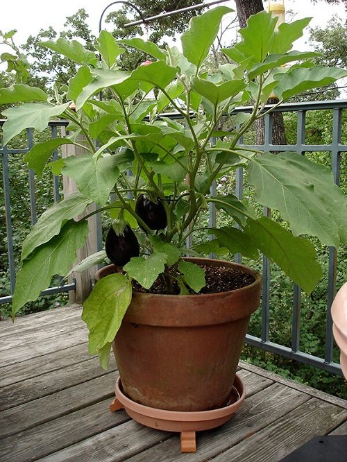 Incredible Plants That You Can Grow in a 12-Inch Pot