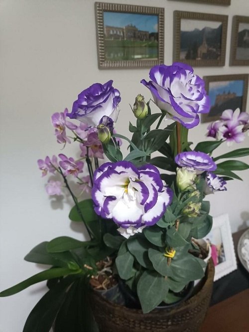 Flowers Similar to Tulips 3