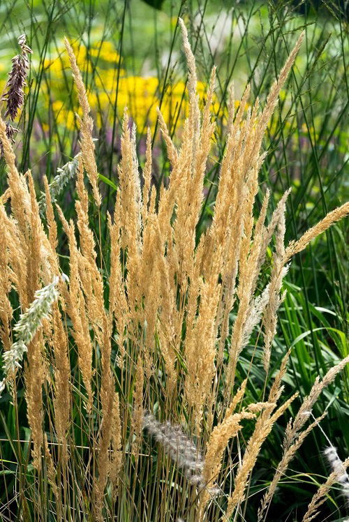 Beautiful Grasses that Flower