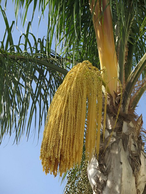 Palm Trees that Flower in garden 