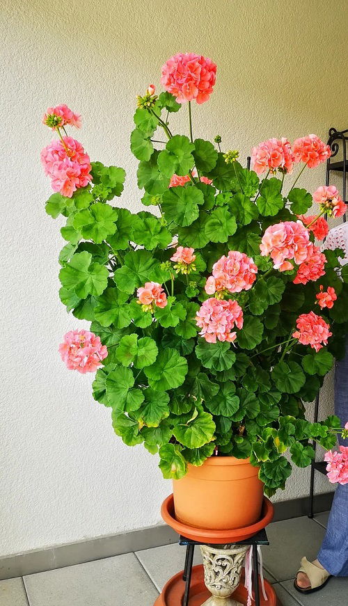 Tricks to Grow a Big and Giant Geranium Tree 1