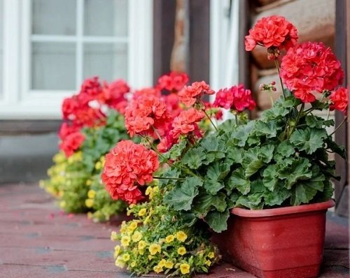 Amazing Flowers for Home's Curb Appeal