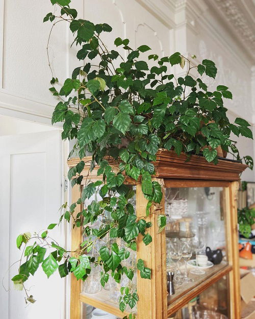 Fast Growing Indoor Vines 11