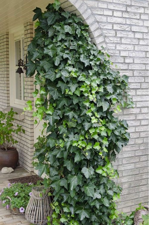 Vines That Grow Without Sunlight h