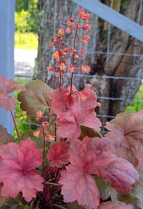 Amazing Plants with Red Foliage and Flowers 45