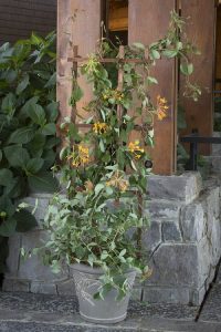 13 Honeysuckle Trellis Ideas | Balcony Garden Web