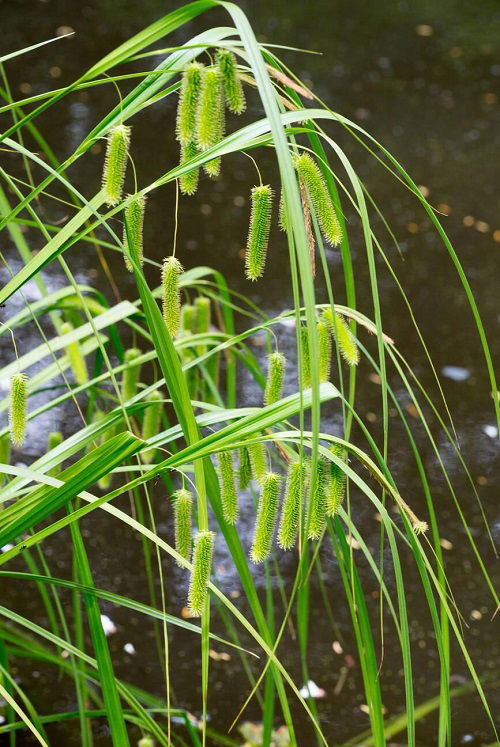 Beautiful Grasses that Flower in garden 5