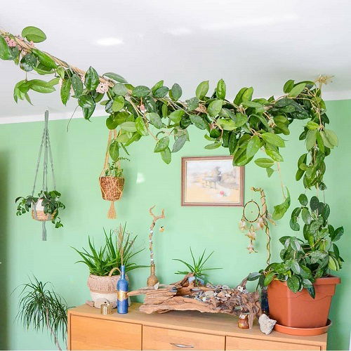 Fast Growing Indoor Vines 9