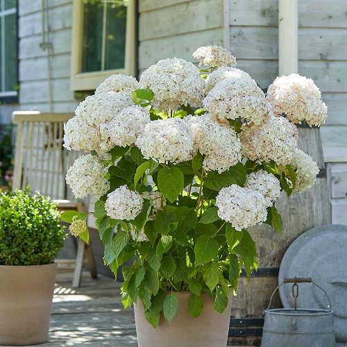 Low-Maintenance Flowers For the Front of Your House