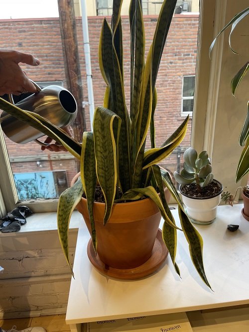 Snake Plant Leaves Turning Yellow due to water quality 
