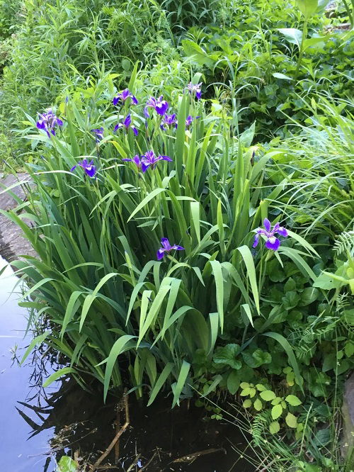 Swamp Flowers that Grow in Bogs 2