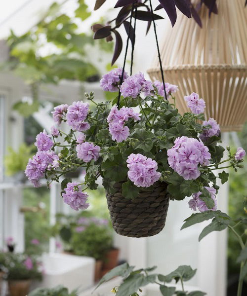 Ivy Geranium plant in hanging basket 5