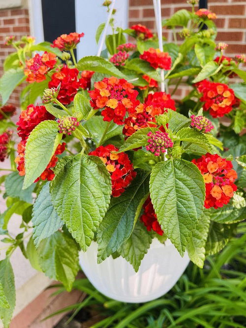 Beautiful Drought Tolerant Plants for Hanging Baskets