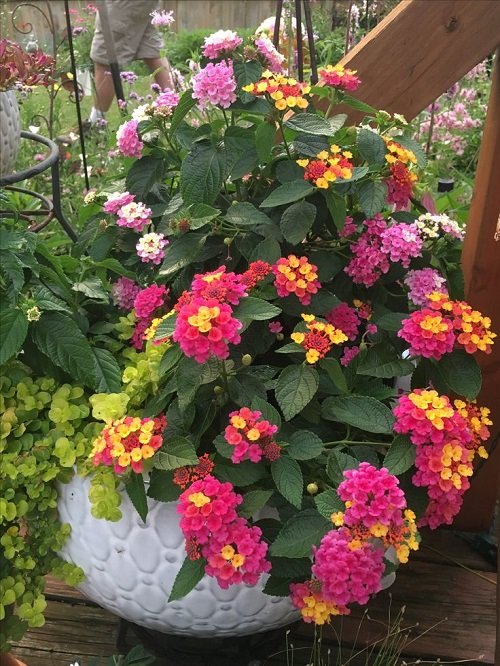 Lantana for flowers in garden 