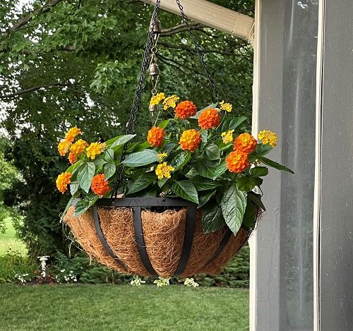 Amazing lantana flowers in hanging garden 