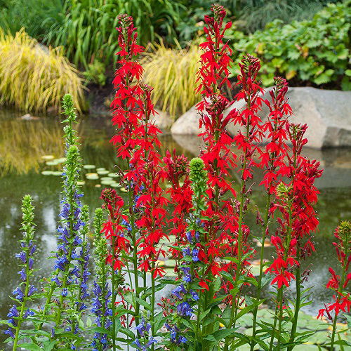 Beautiful Louisiana Swamp Flowers