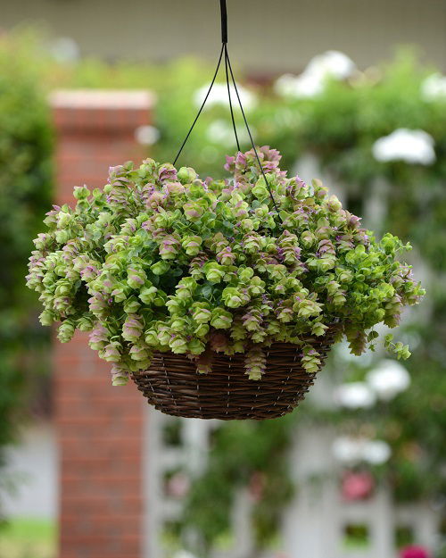 Drought Tolerant Plants for Hanging Baskets in garden 